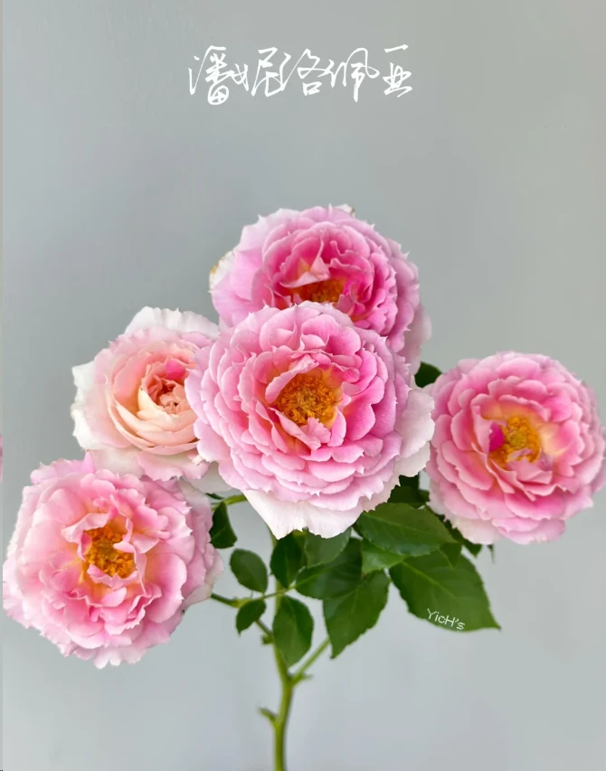 【欧月】潘妮诺佩娅 任拍三单及以上包顺空鲜切花10支装%20不售后