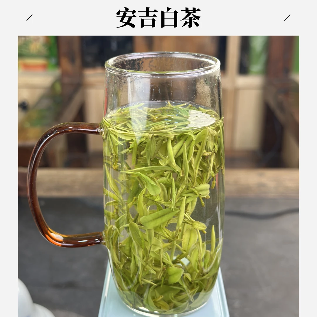 安吉白茶 鲜若鸡汤回甘持久 2025明前兰花香绿茶