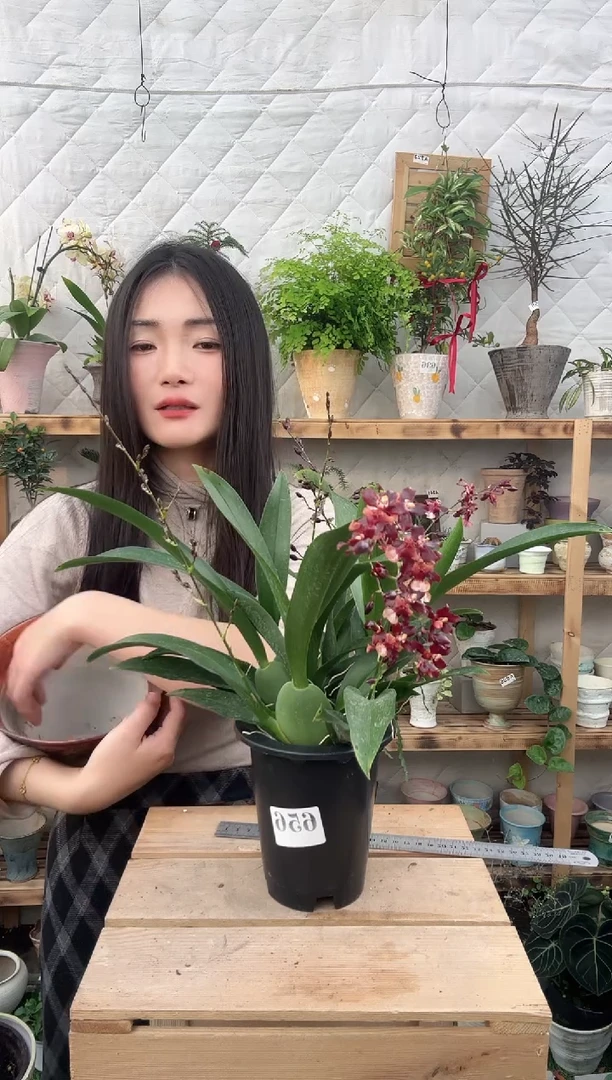 无花朵656泰国香水文心兰育苗盆