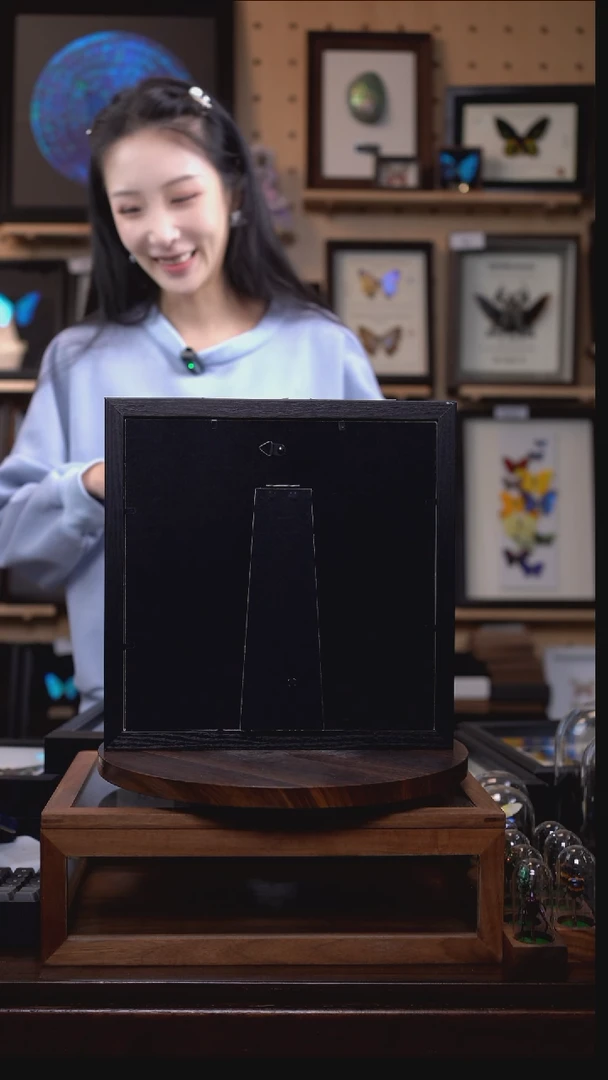 克里翠翠凤蝶标本摆件m