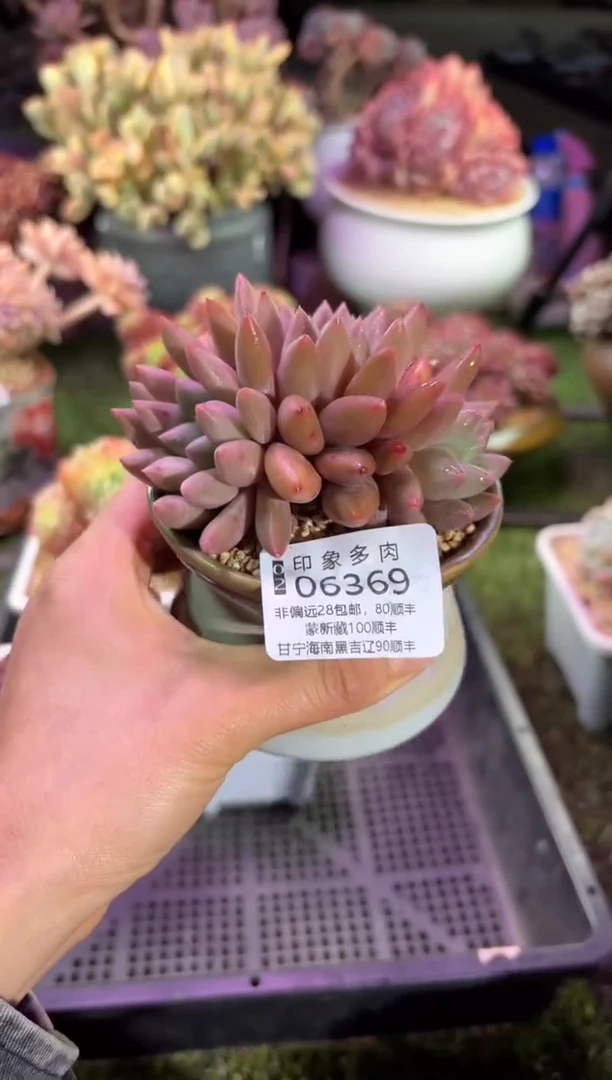 【闪购商品】06369脱土带盆