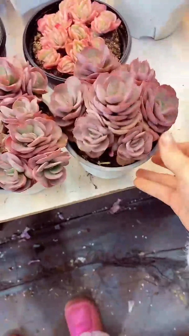 【闪购商品】秀妍五元一颗