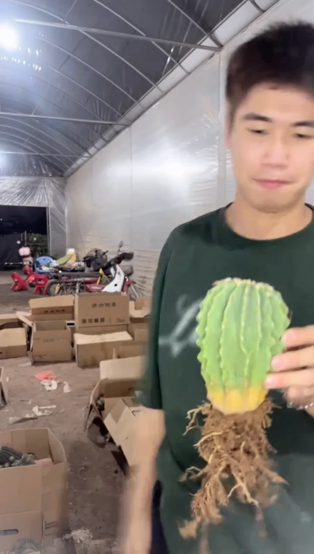 7-10cm 无刺王冠龙