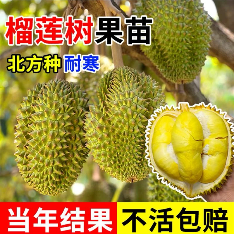 买一送一金枕榴莲黑刺猫山王榴莲树苗南北方种植果树正宗改良耐寒