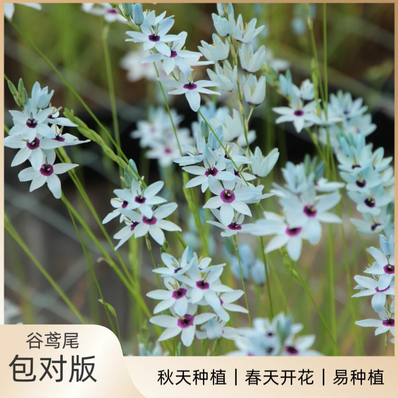 花园一只猫谷鸢尾夜鸢尾鸢尾兰【满35包邮非偏远】球根花卉好养好看