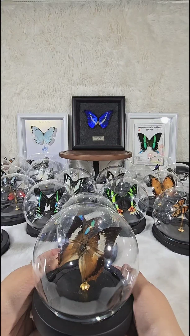 蠹叶蛱蝶水晶球蝴蝶标本