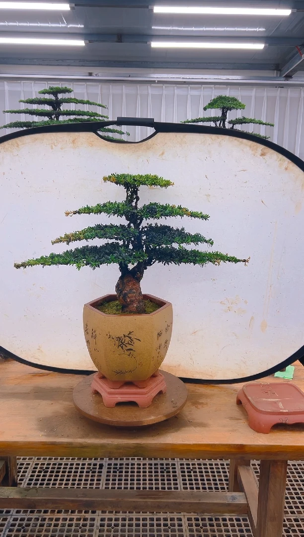 无花朵龙****顺精品盆景直播间一物一 拍