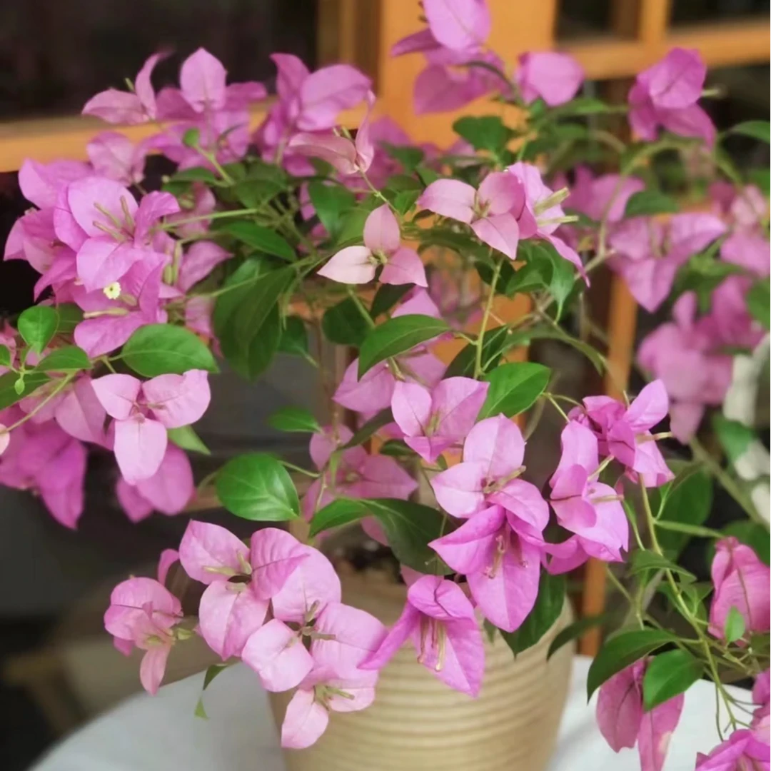 【塞弗里】三角梅四季开花软枝条阳台庭院爬藤花卉绿植