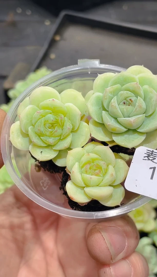 147Y-11珍妮      量拍