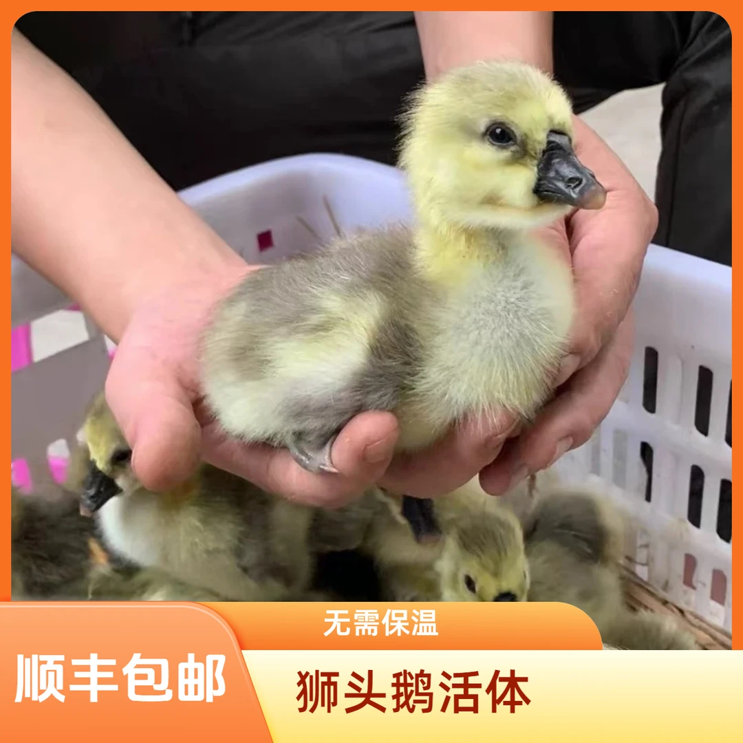 可散养无需保温的狮头鹅宠物鸡鸭顺丰包邮到家