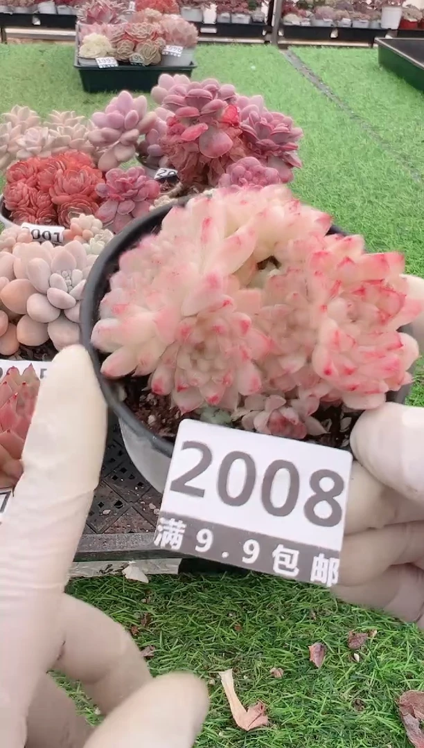 【闪购商品】信福多肉一物一拍