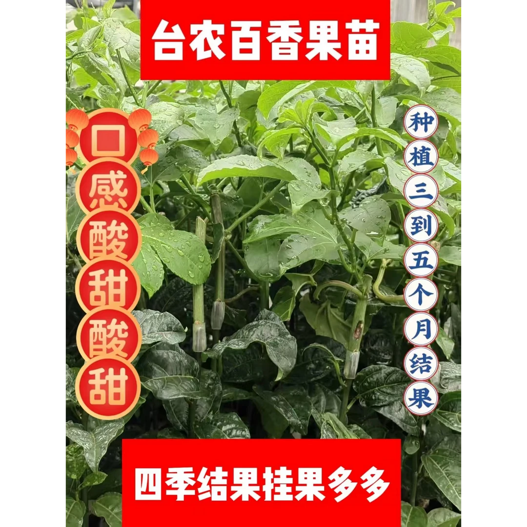 台农百香果苗百香果四季结果可地栽盆栽南北种植爬藤植物