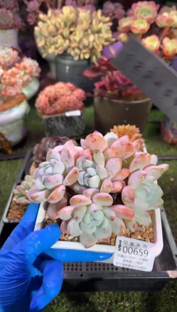 【闪购商品】00659