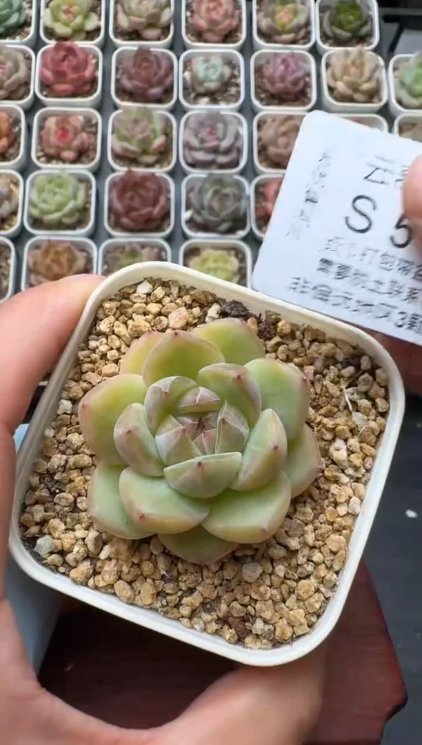 514S带盆土发 当场拍3颗以上包柚 多肉植物 一物一拍