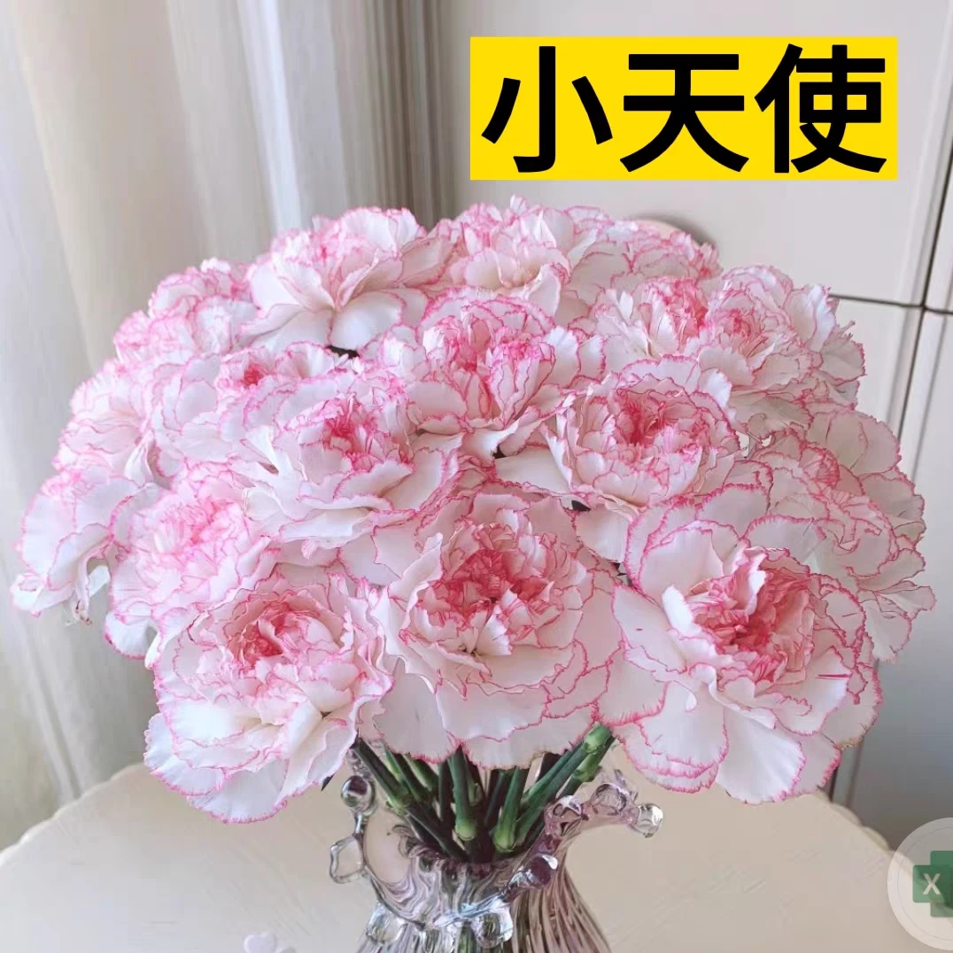 小天使 20支康乃馨单头鲜花A级品质家插花母亲节送人花束云南顺丰