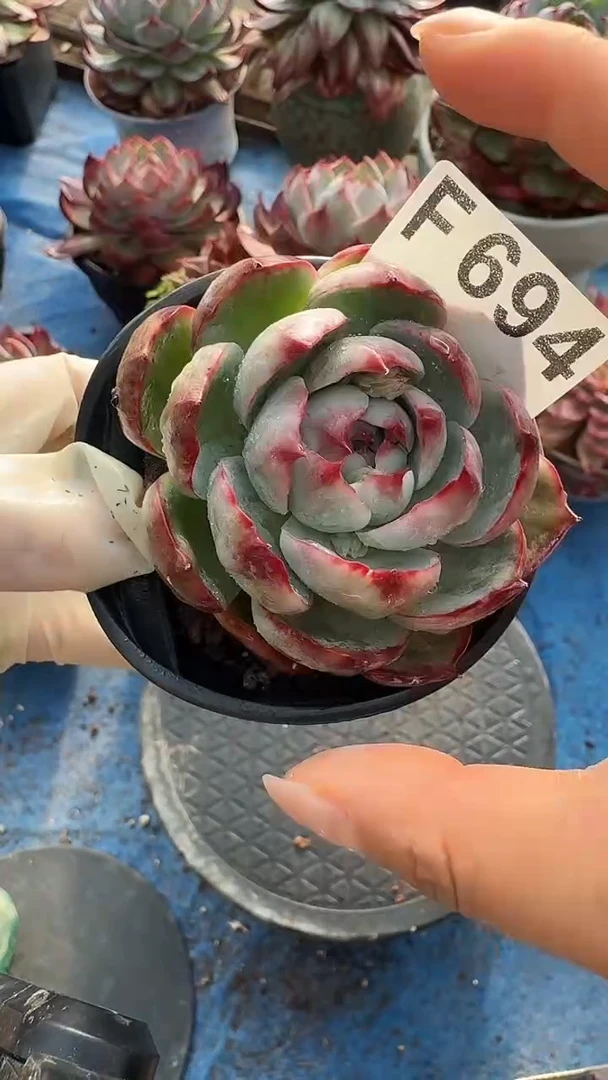 F694惊鸿（带盆发货）
