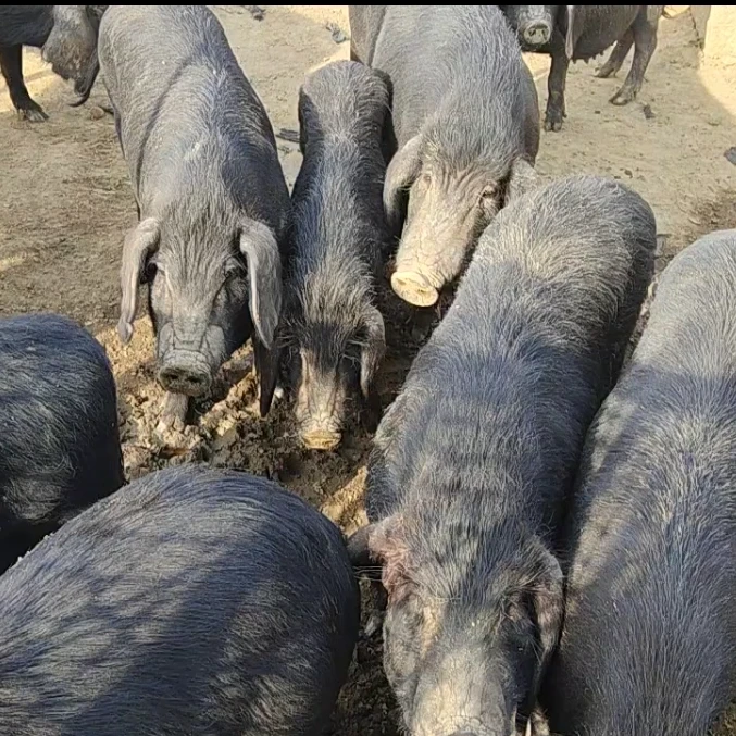 五谷杂草喂养黑猪土黑猪肉老淮猪顺丰冷链配送猪肘子