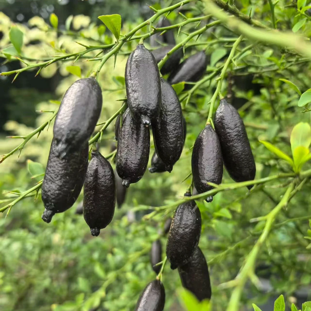 澳洲手指柠檬盆栽带花带果四季开花挂果