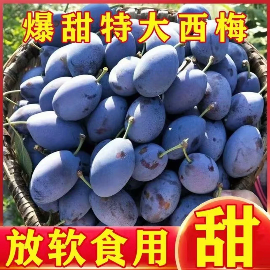 新鲜现摘大西梅鲜果酸甜可口多汁的当季新鲜水果