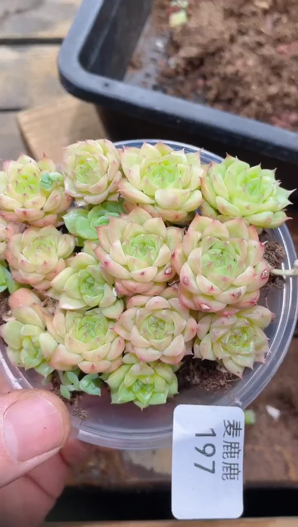 197晶体霓虹    量拍