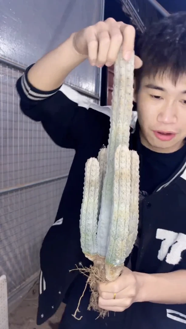 【闪购商品】5头起发 亚迪麒麟