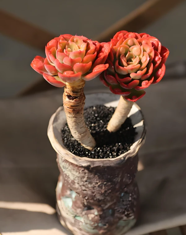 花语意境 351-360多肉植物  一物一拍