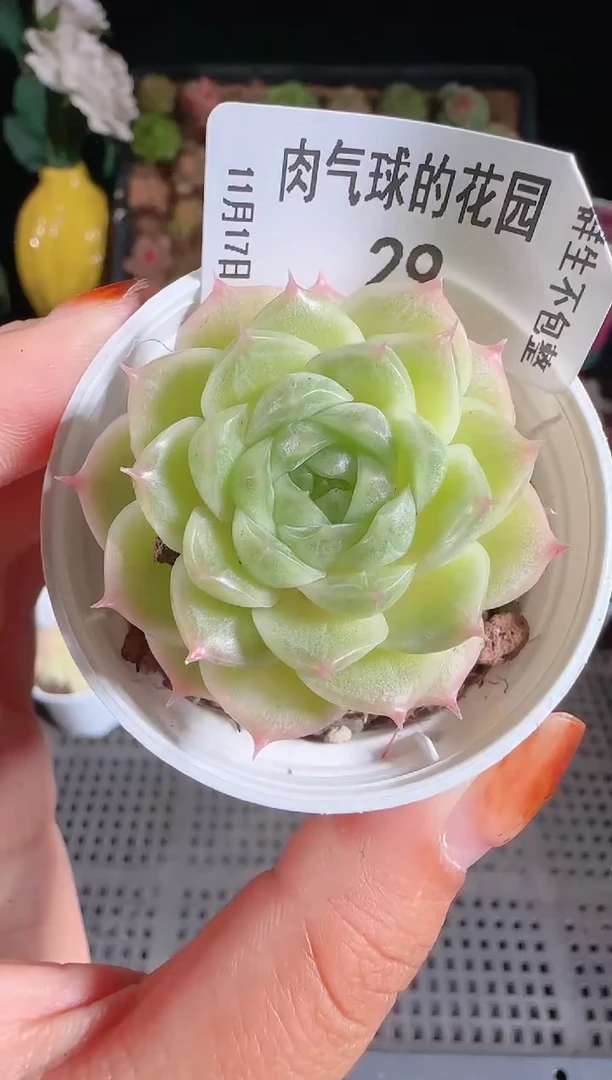 1117-29m1-578群生不包整