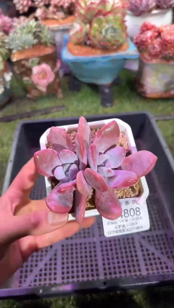 【闪购商品】04808