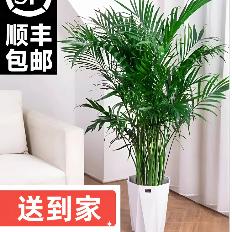 【1.5米-1.6米】顺丰包邮网红富贵椰子落地摆放富贵椰家居美化室内