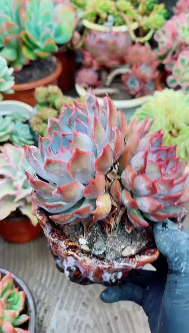 楠****?30023多肉植物一物一拍