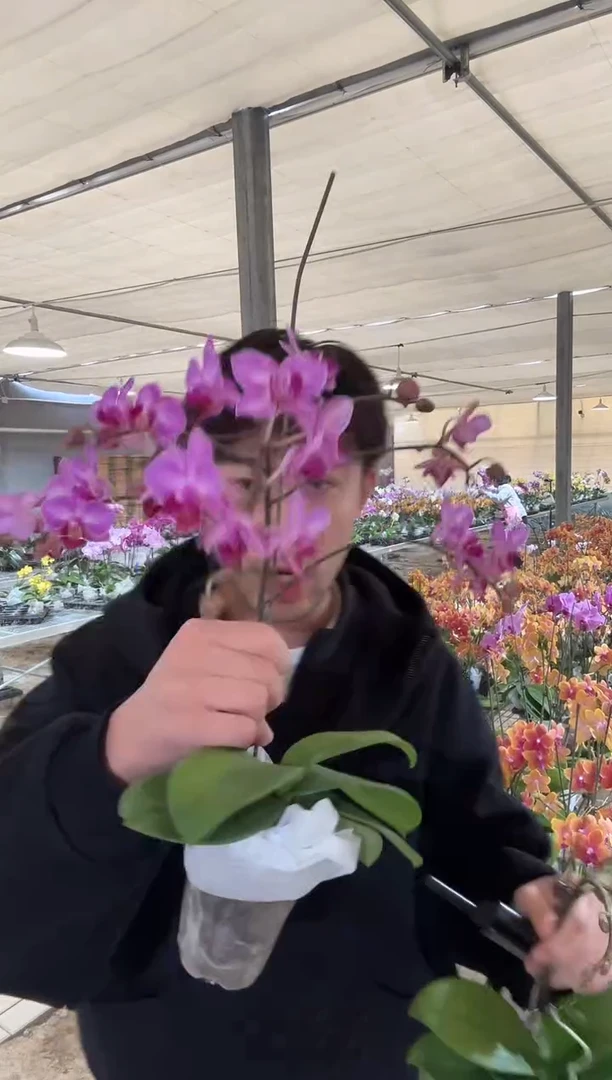 完全开放斯图加特小树杈