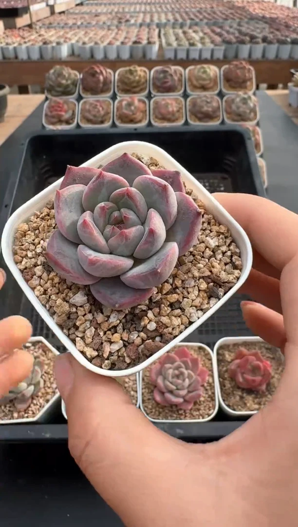 【闪购商品】860E号一物一拍多肉花卉植物3颗起发