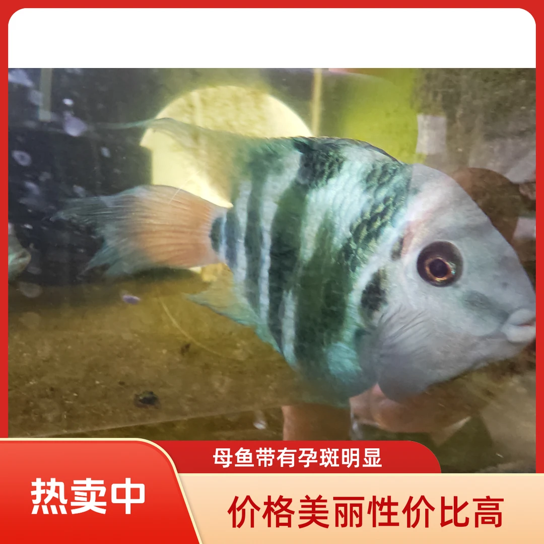 迷你鹦鹉宝蓝，已配对，母鱼有孕斑，到家即可体验繁殖乐趣，两公两母