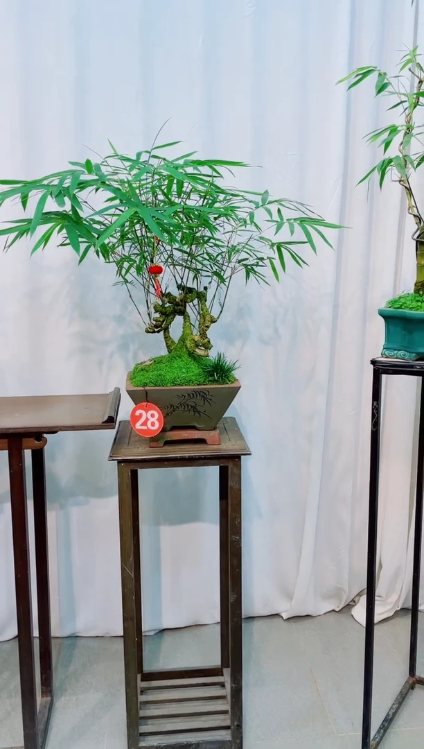 【闪购商品】竹子盆景竹子盆景