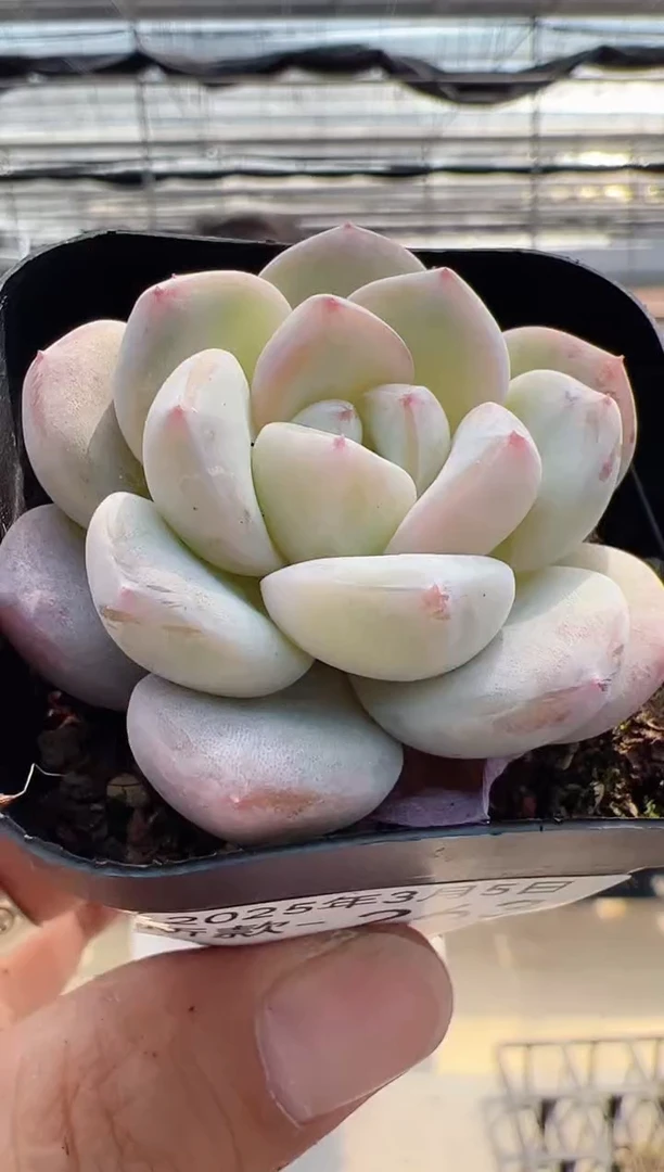 【闪购商品】新款多肉-263