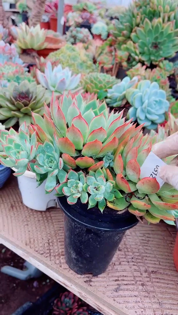 吖*多肉植物一物一拍02125