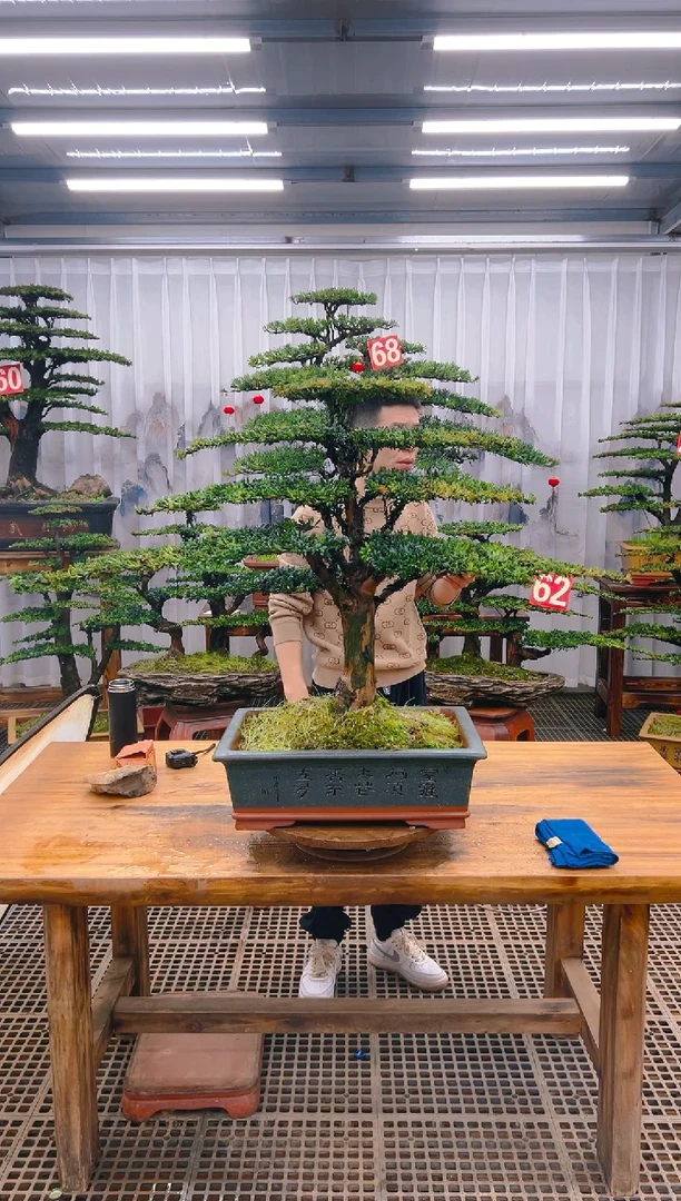 【闪购商品】紫砂精品盆景直播间一物一拍