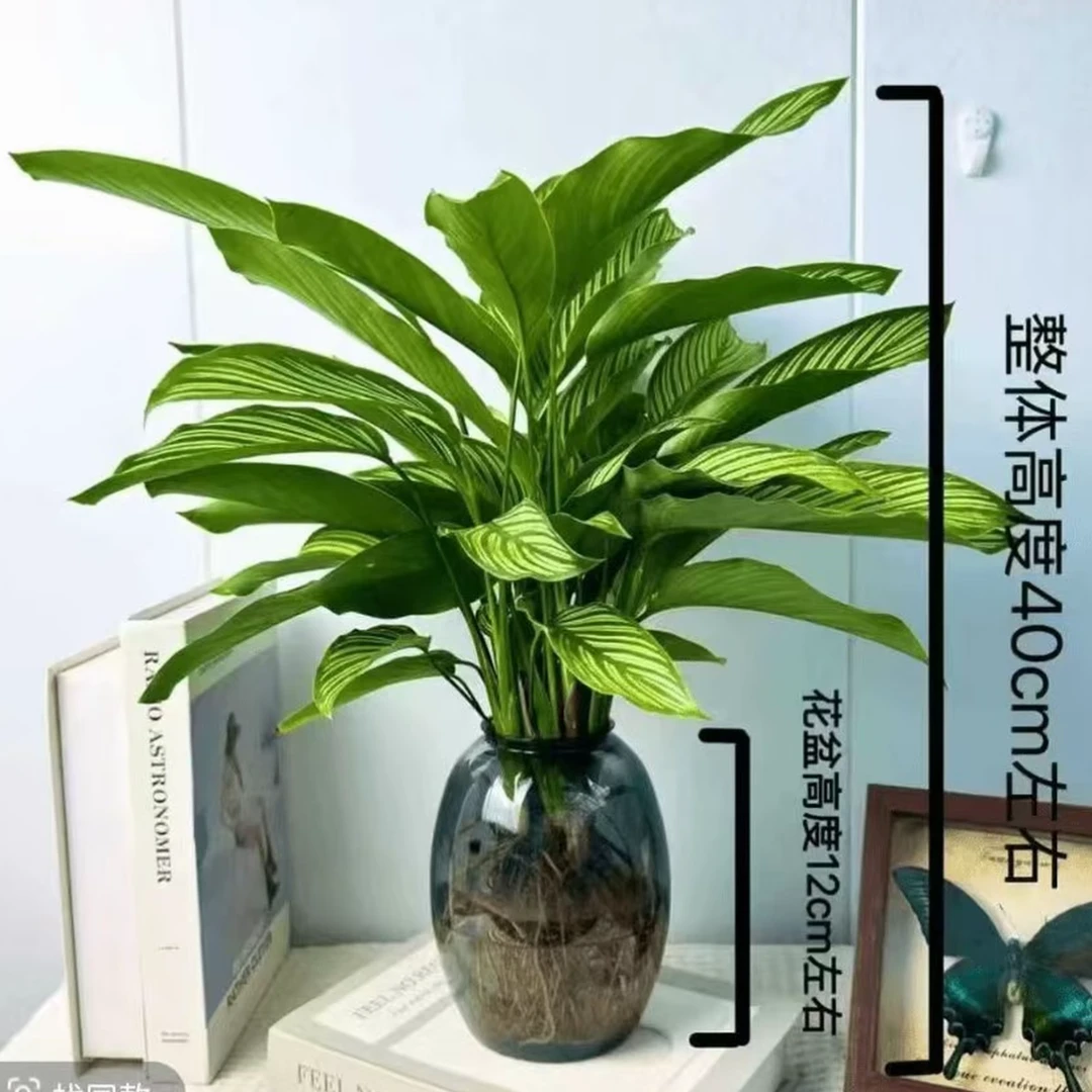 【基地精选】青纹竹芋水土培盆栽室内四季常青好养客厅办公室绿植