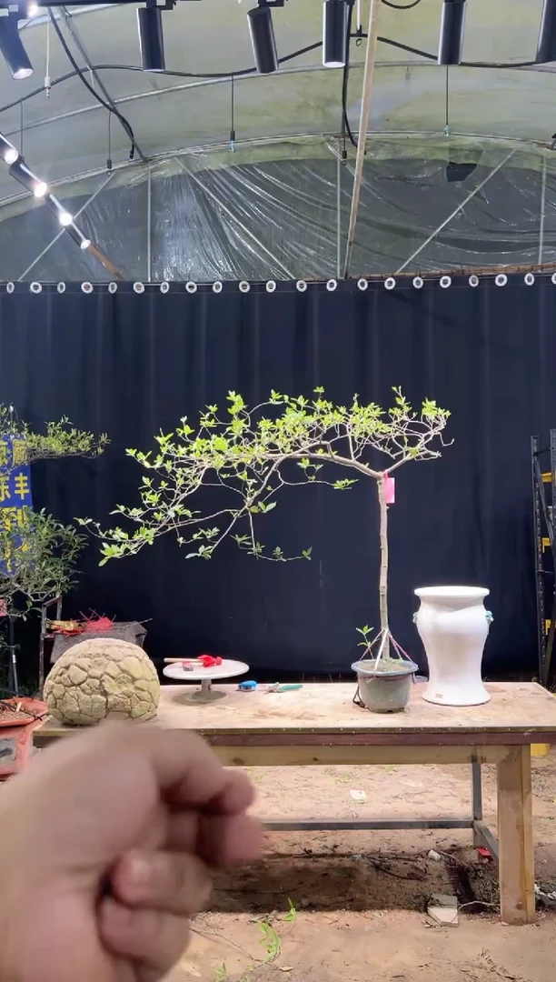 当前无花朵，栽培后可花朵用**柒  海岛栀子花