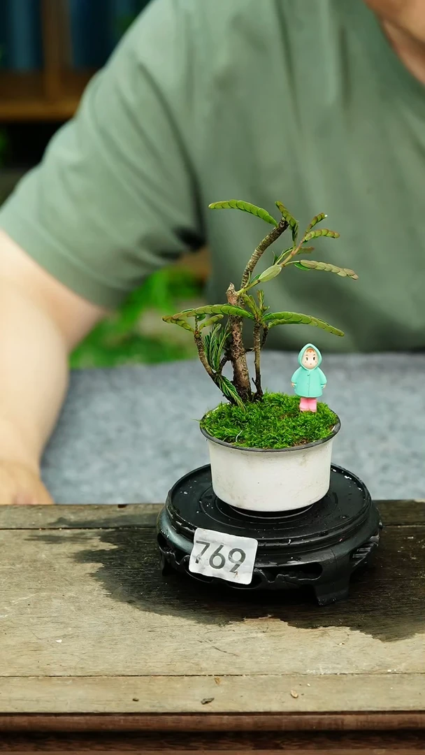 无花朵苔藓微景观769号