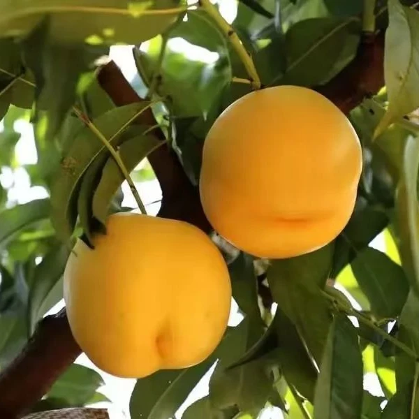 露天黄桃 黄金蜜桃 桃子熟了 信阳罗山露天黄桃