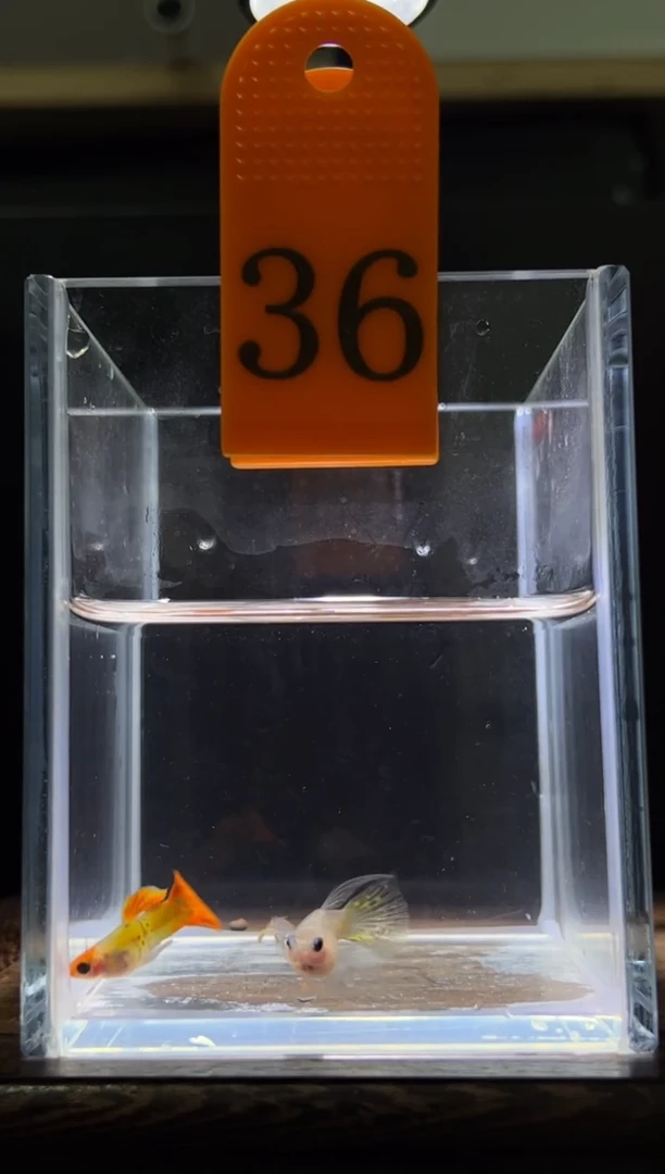 孔雀鱼虎斑黄化玻璃猫c编号36