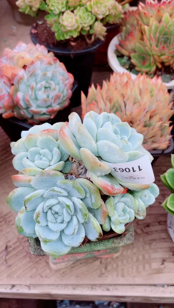 辰**婆11062多肉植物一物一拍