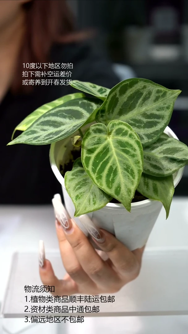 完全开放花束铜锣烧
