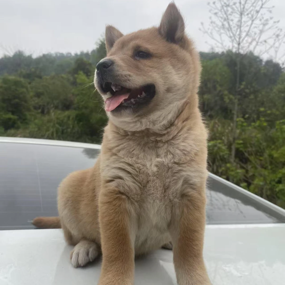 【可乐蒙广西田园犬】狗狗宠物链接