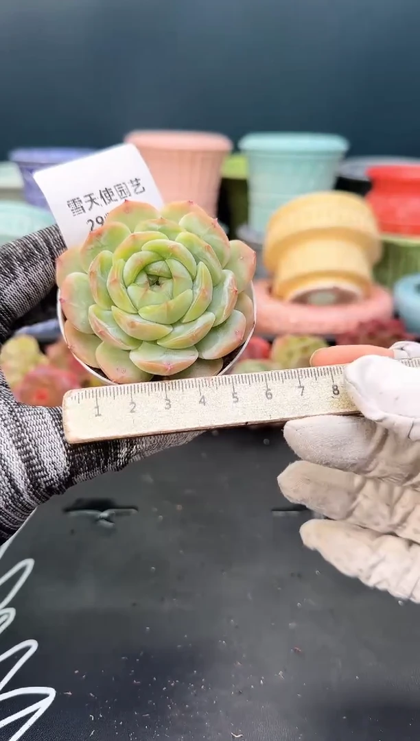 2  99 青山 （冠幅 6 cm）