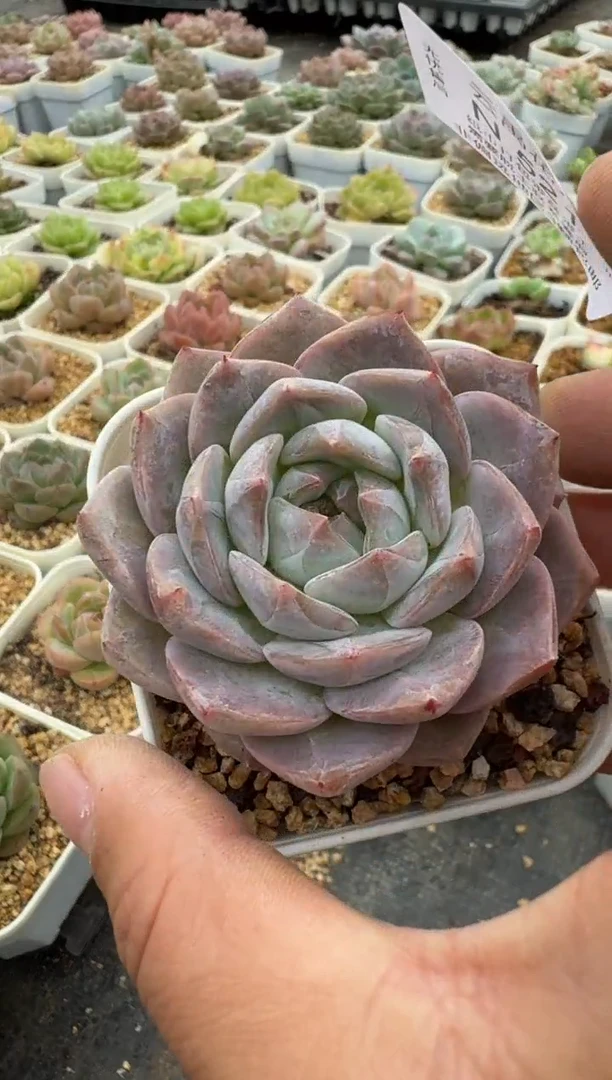 521N带盆土发(6.5cm杯） 当场拍3颗以上包柚 多肉植物 一物一拍