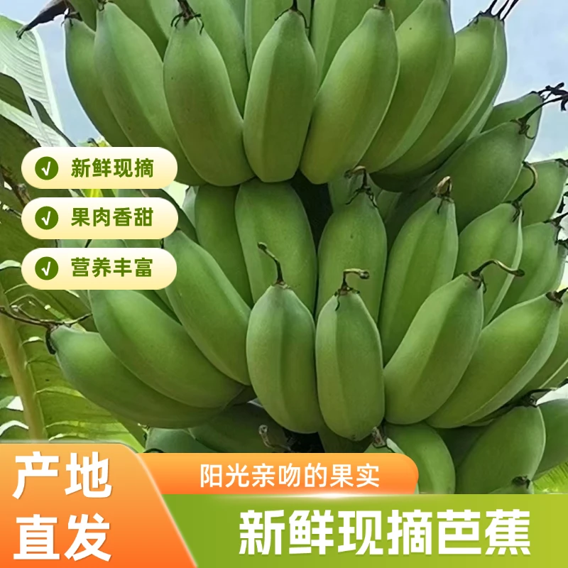 云南西双版纳香甜芭蕉应季新鲜水果自然熟软糯香甜皮薄