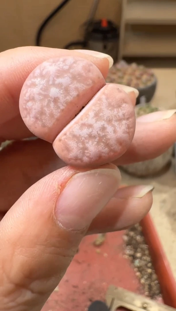 18-396多肉植物肉锥