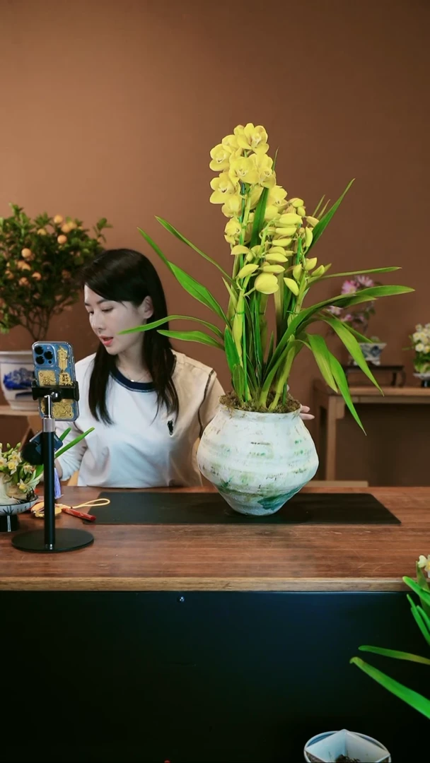 【闪购商品】盆景黄金岁月 绿